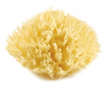 Natursvamp, Honeycomb sea sponge - Thermobaby